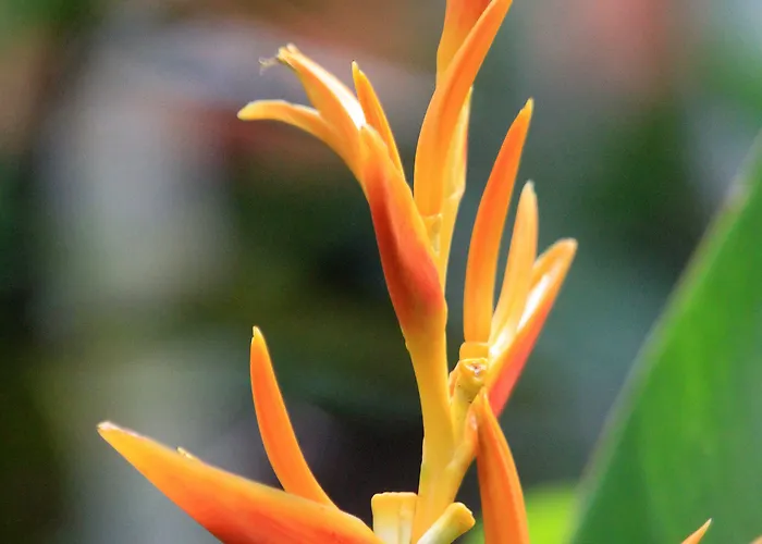 The Taman Ayu 3*